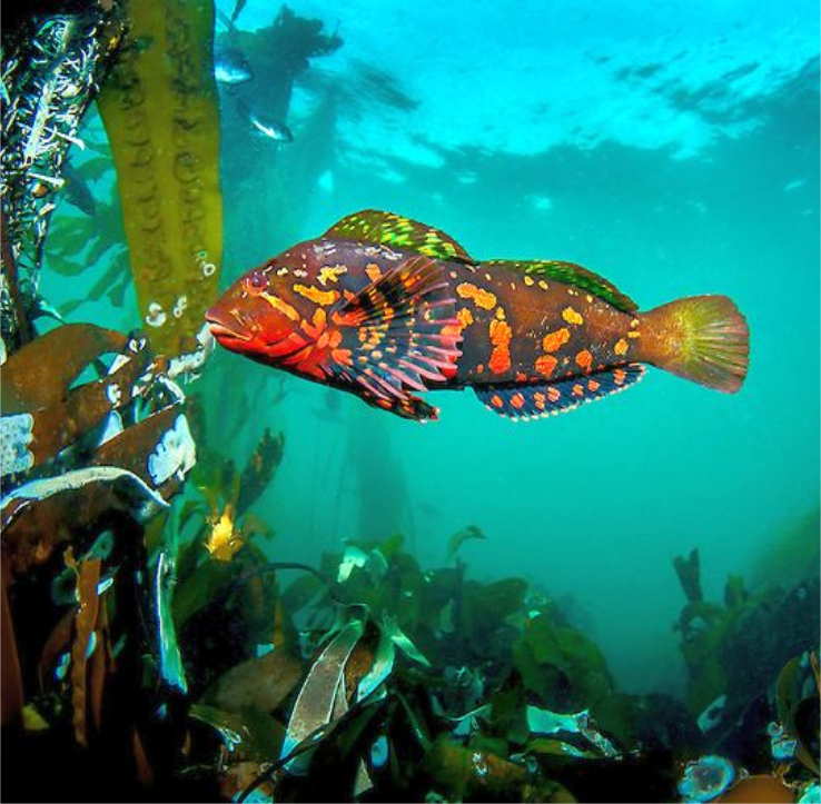 Kelp cod, scuba diving vancouver island